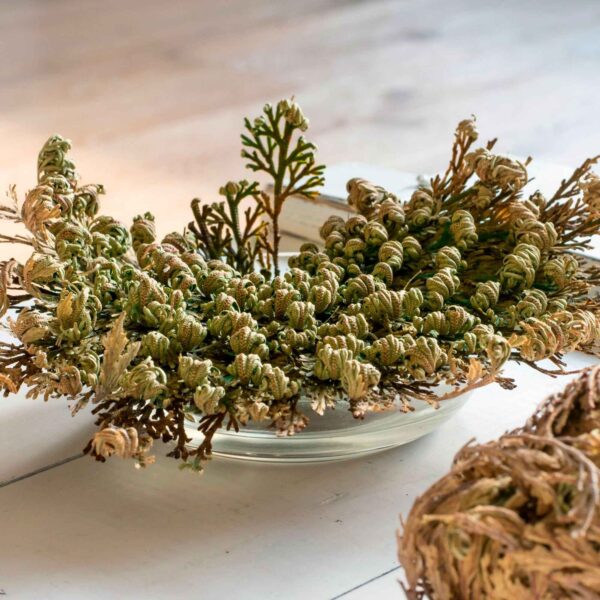 Rose de Jericho