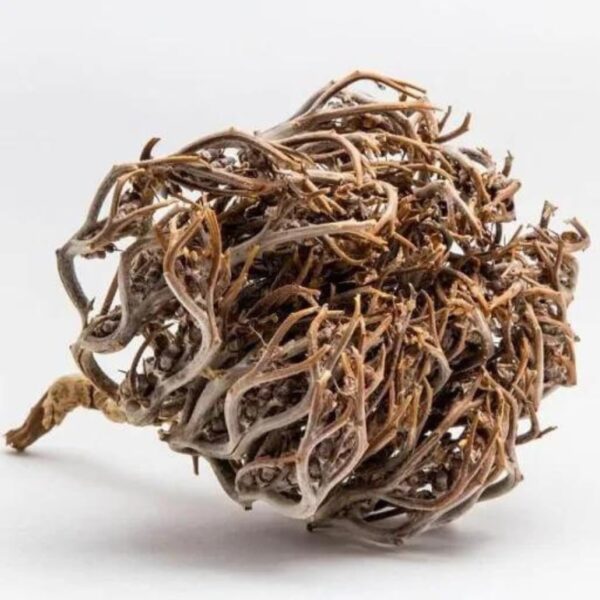 Rose de Jericho – Image 2
